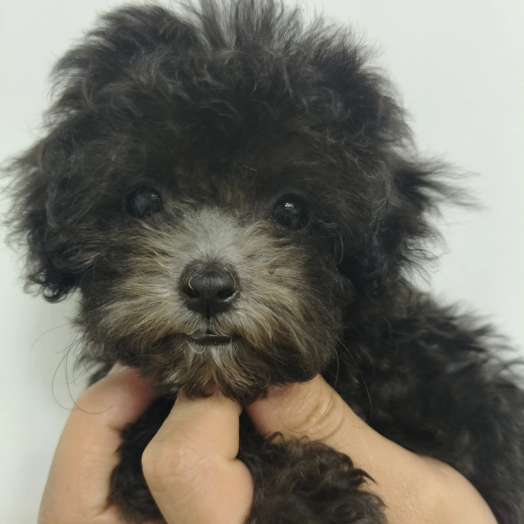 纯种可爱长不大小体灰泰迪等宠物幼犬