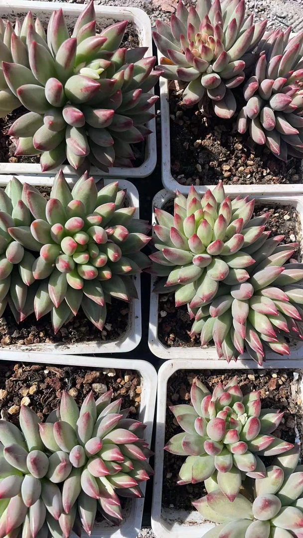 双头二代虞   多肉绿植