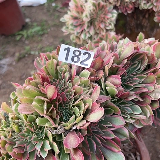 鱼***儿多肉植物一个女神182