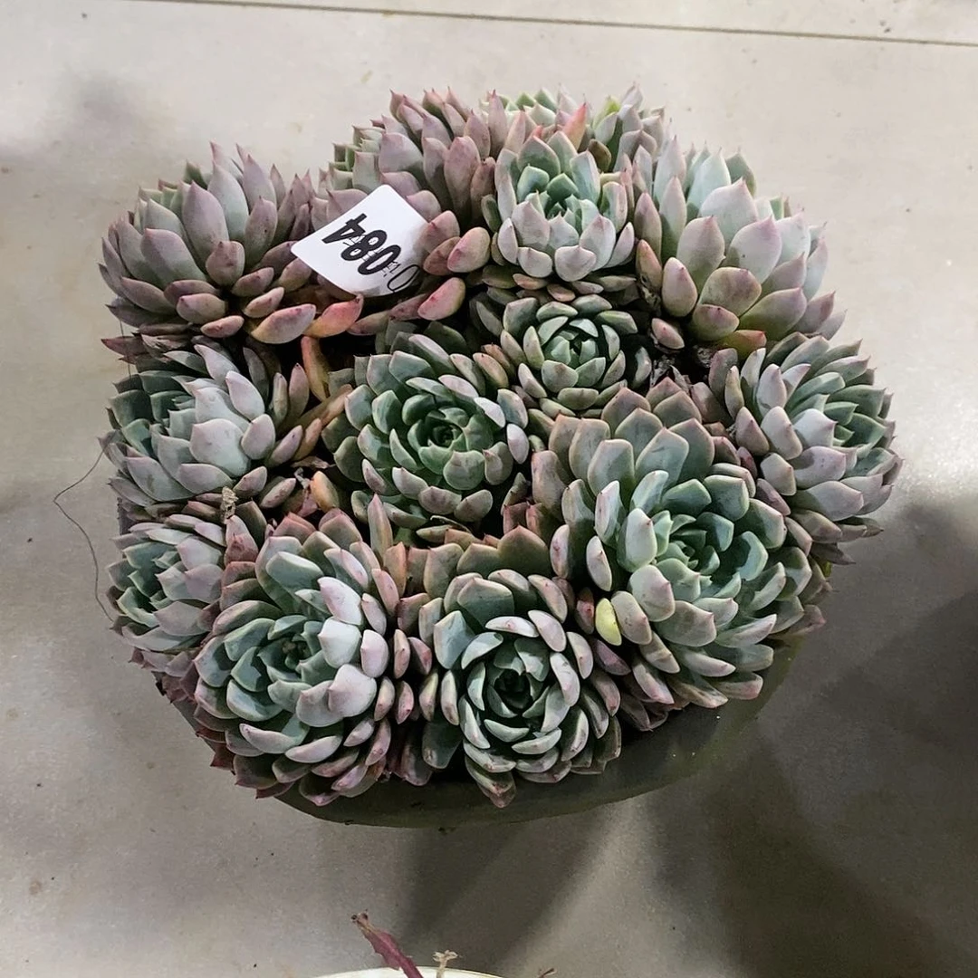 水*084洞庭多肉植物