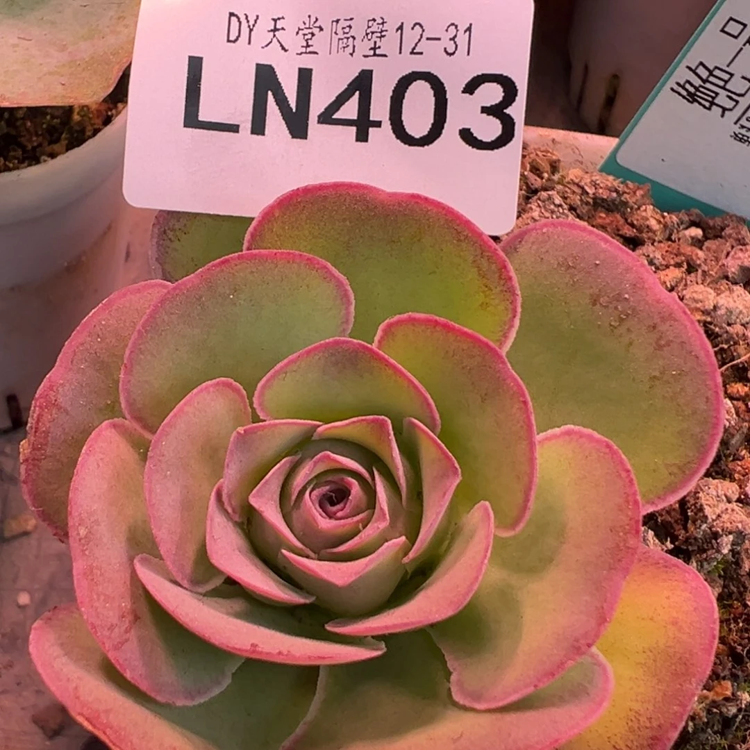 露妮403绝色一号紫色单头