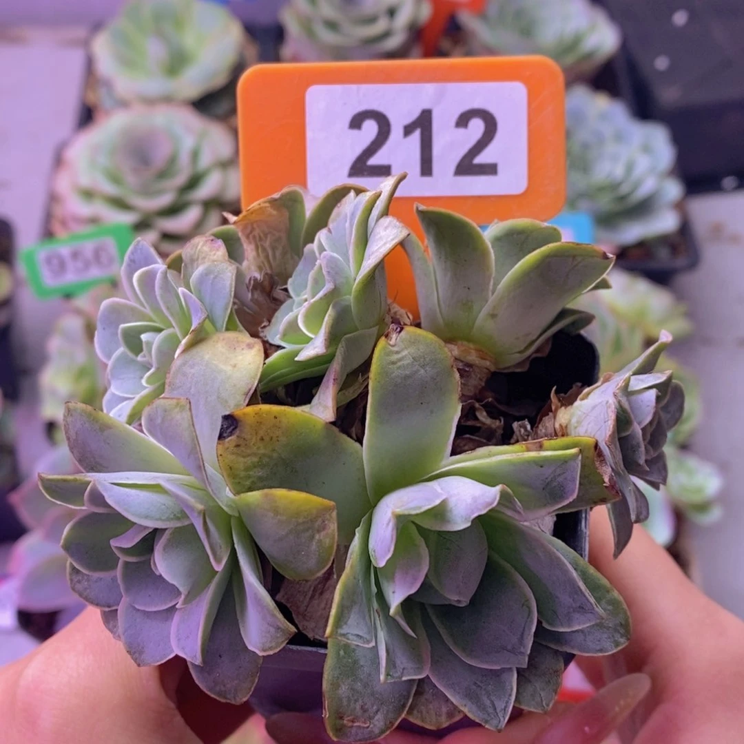 山地玫瑰老桩多头212