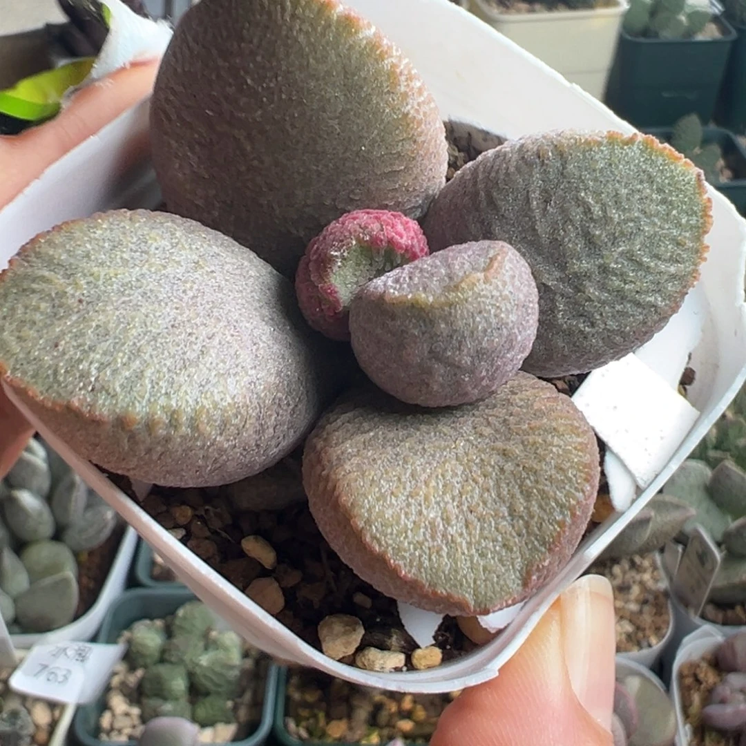 865实生水泡一颗花朵型