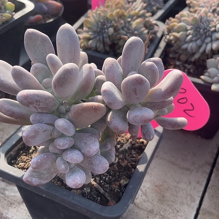 程雪球多肉植物群生902