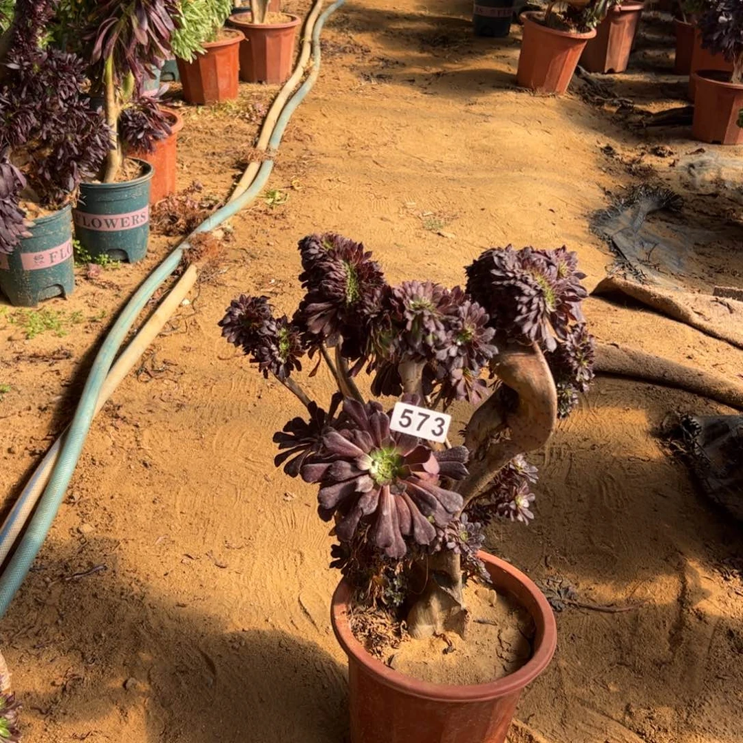 有伤铜壶缀573一颗