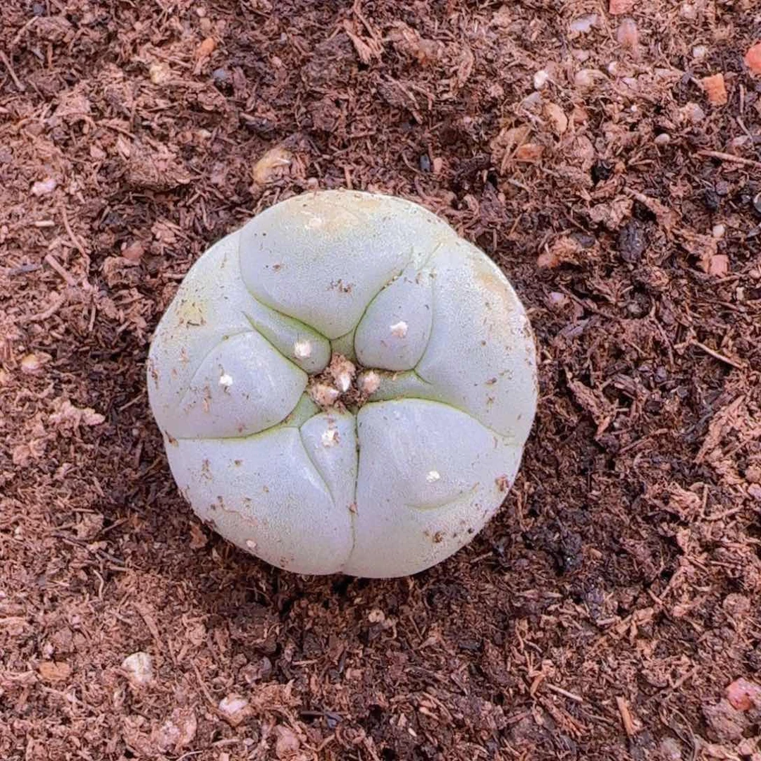 八*块根植物块根植物块根植物