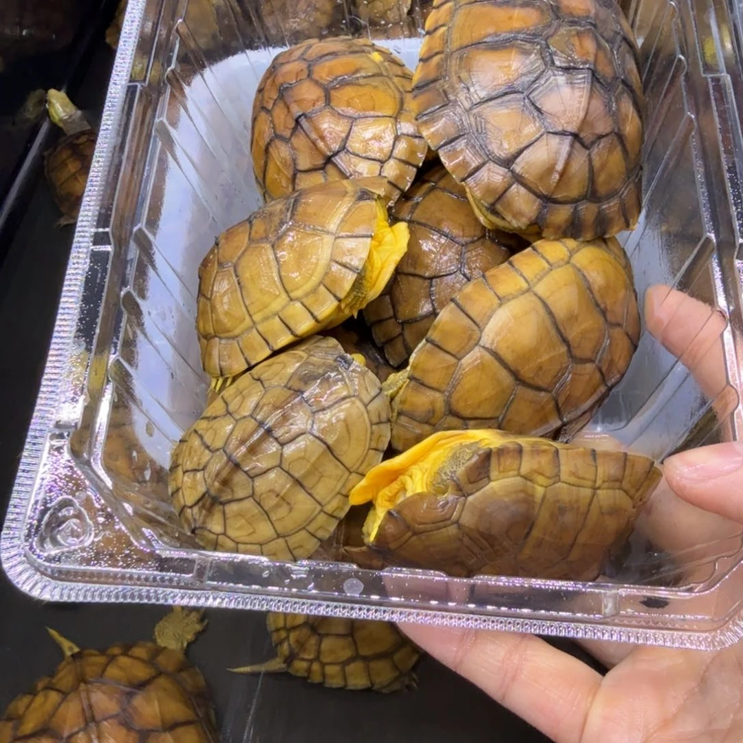 一***容公母搭配宠物龟瑕疵10个