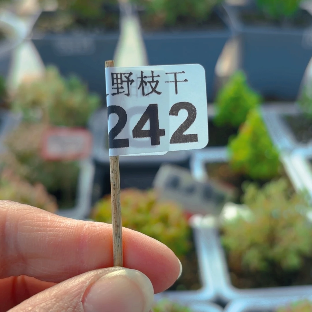 大**女组合242。