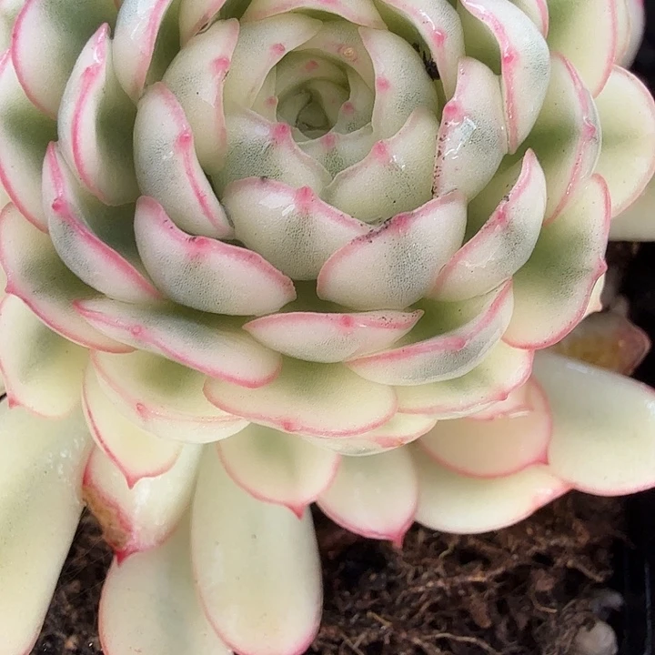 梦幻玫瑰锦多肉锦