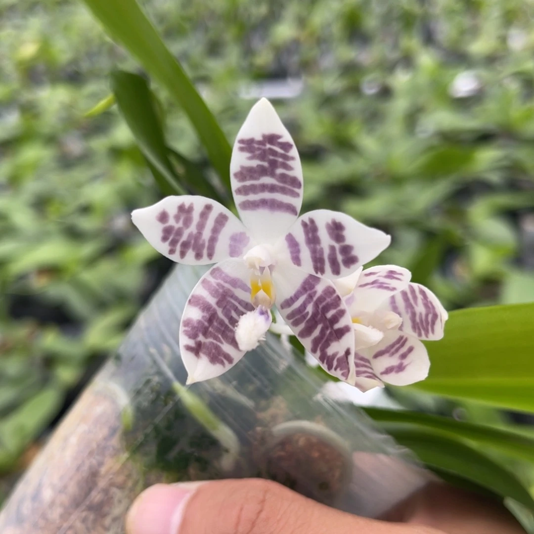 完全开放1567 2.8寸JG2373 一物一拍