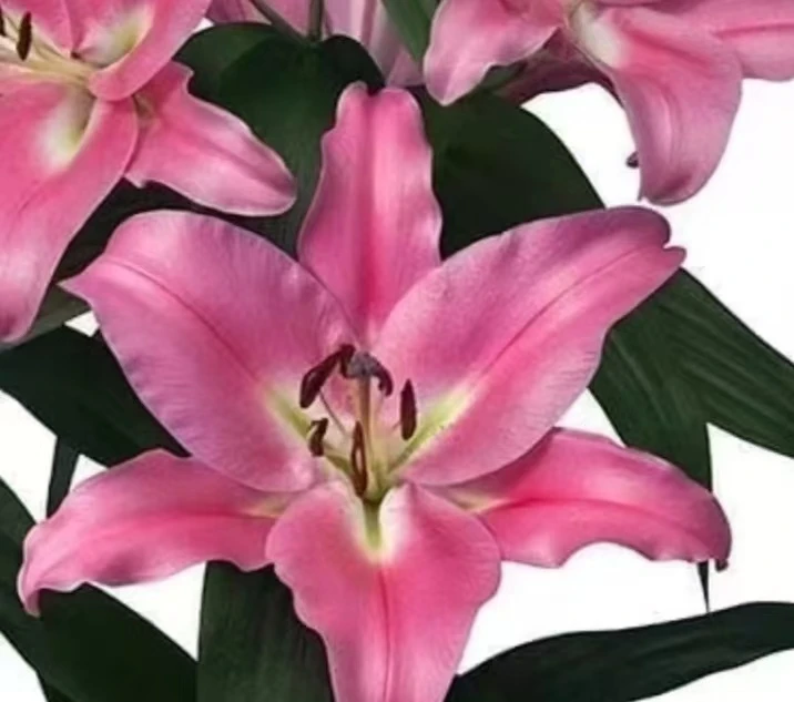 灵魂香水百合东北鲜花顺丰包邮