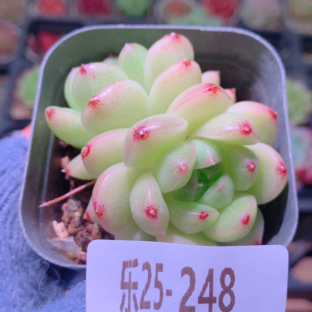 乐然25-248 麦秆双头