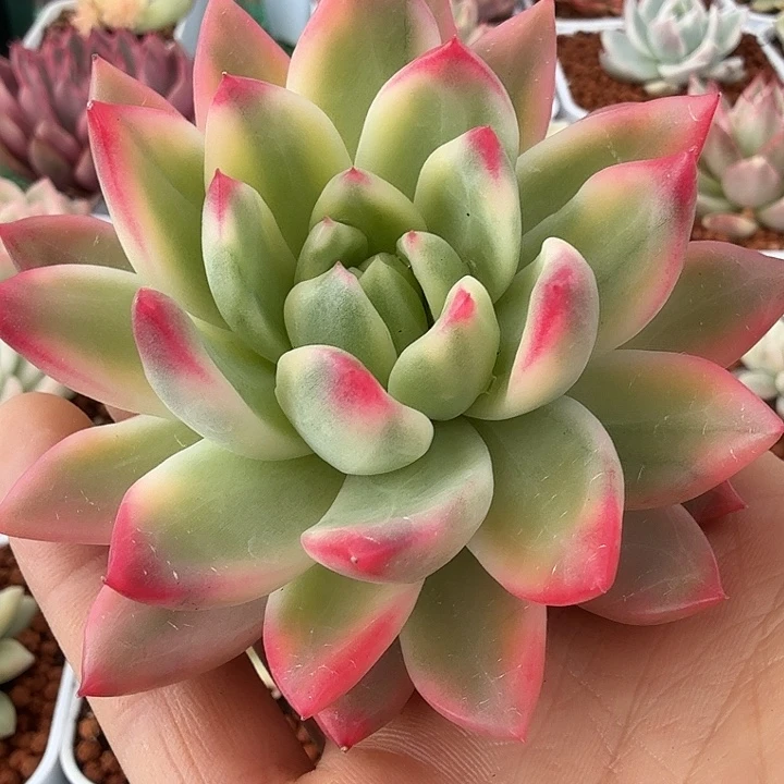 红狐锦多肉锦植物