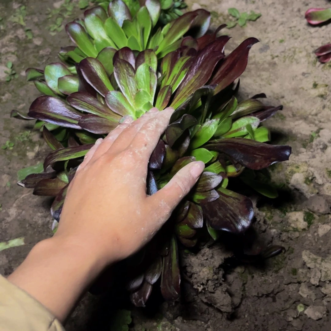 欧若拉多肉植物捧花的小