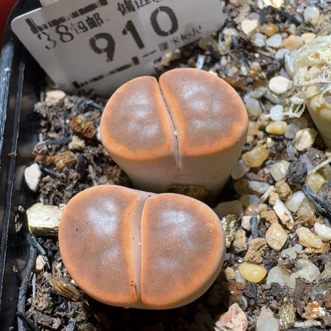 Sss清了便宜卖910特