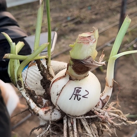 展示大师2号籽播苗 7～8+5侧开花可能变异开花无售后