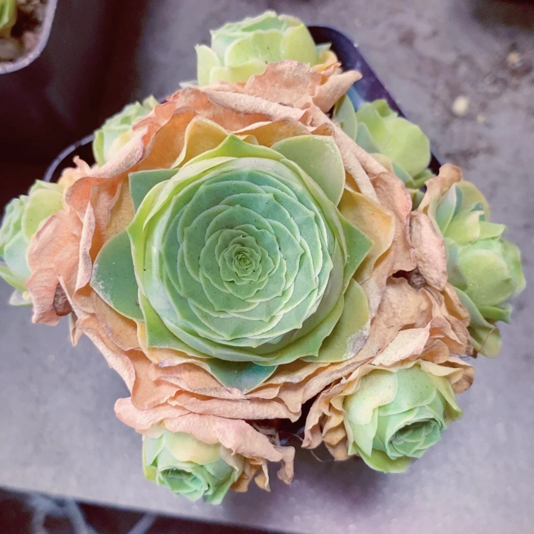 山地玫瑰手捧福利一物一拍002