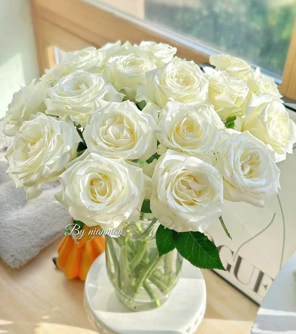 【骄傲20枝】纯白色系带香味能开炸可以手动DIY 一单包邮