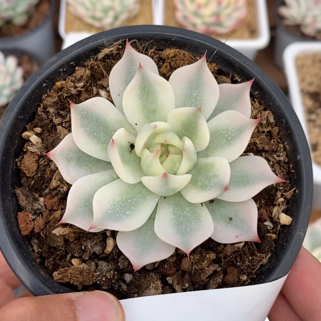 吉娃娃锦多肉植物532号
