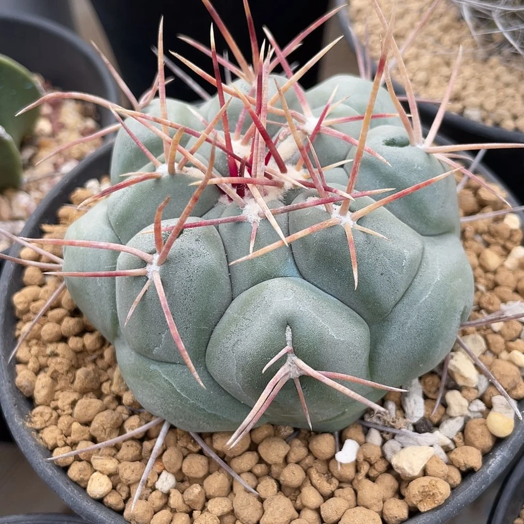 仙人球瘤玉属白肌天晃杂交绯冠龙实生7.2厘米