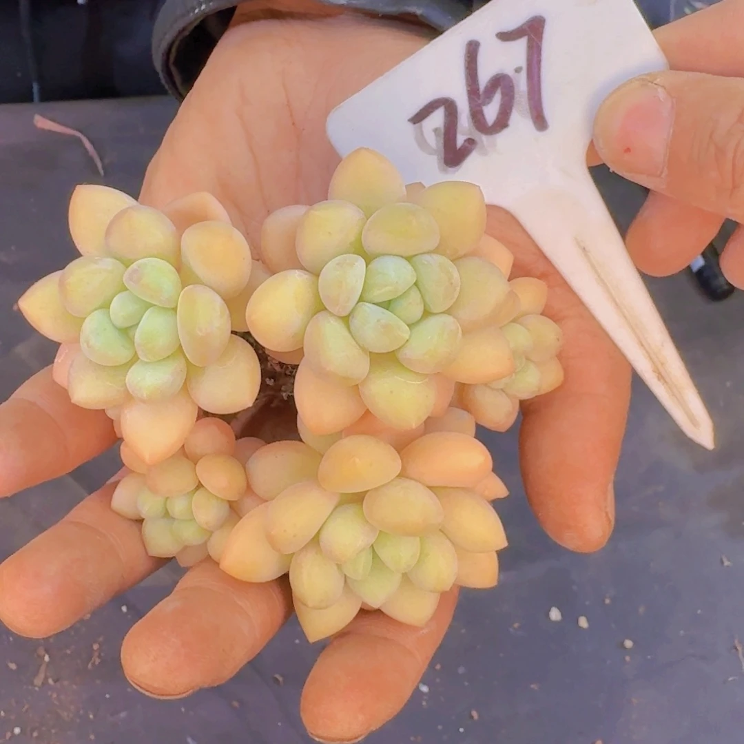 多肉植物和野生动物