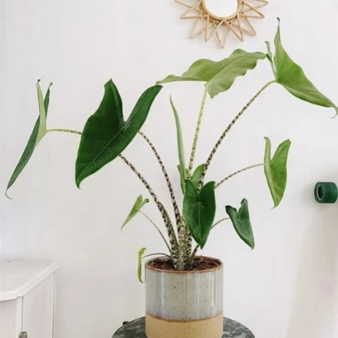 【虎斑·海芋】好看好养超强雨林感大气植物小众ins风不包售后