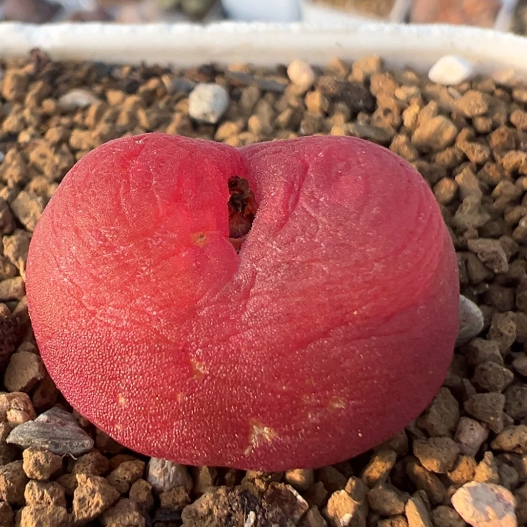 6203多肉水蜜桃1430.5