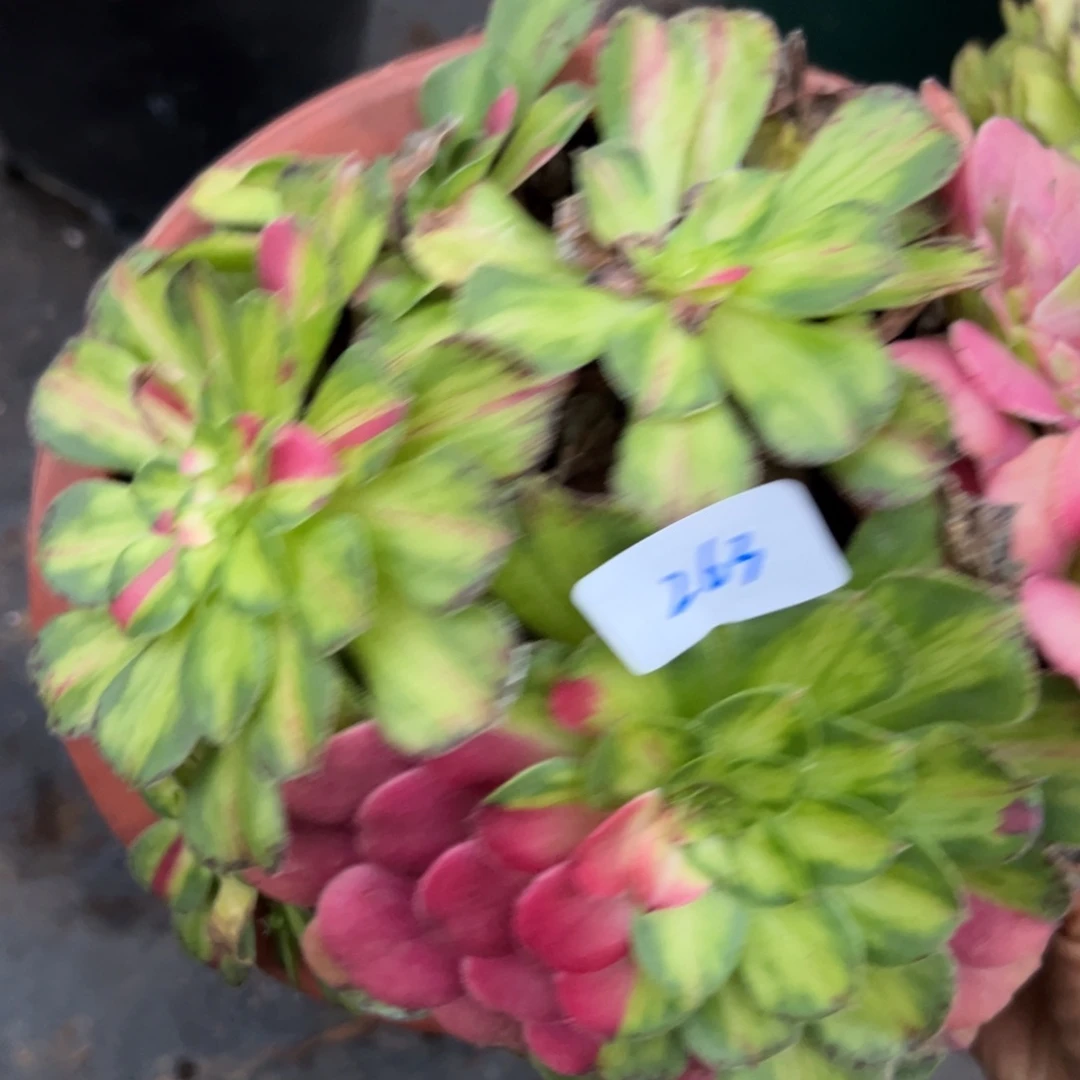 263知否多肉嘻嘻嘻