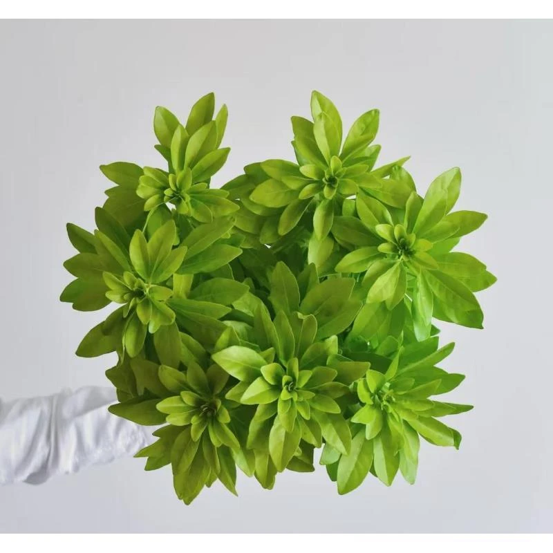 【墨西哥橘叶】云南基地直发