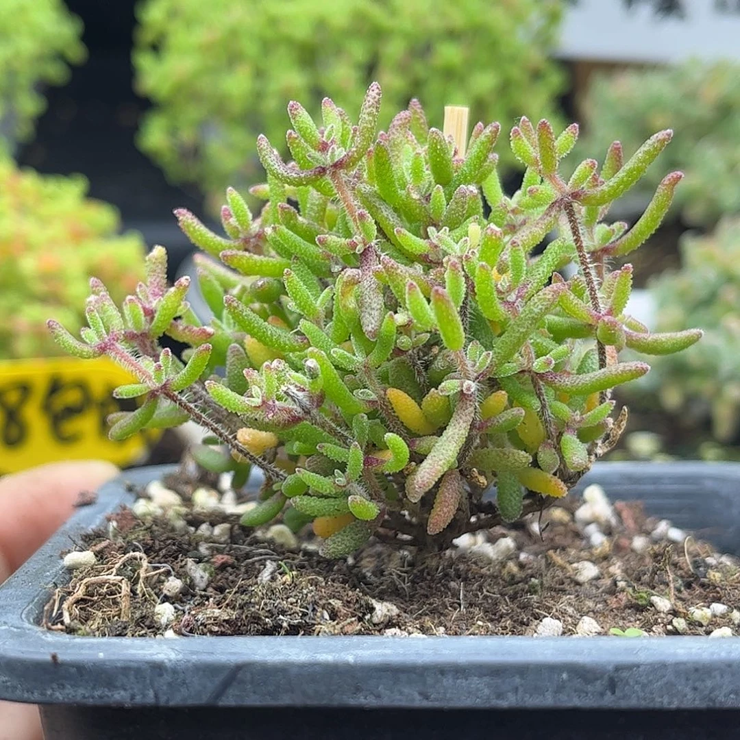 60红麒麟优选枝干番杏
