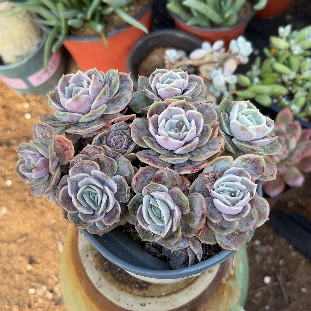 多肉植物蓝色惊喜