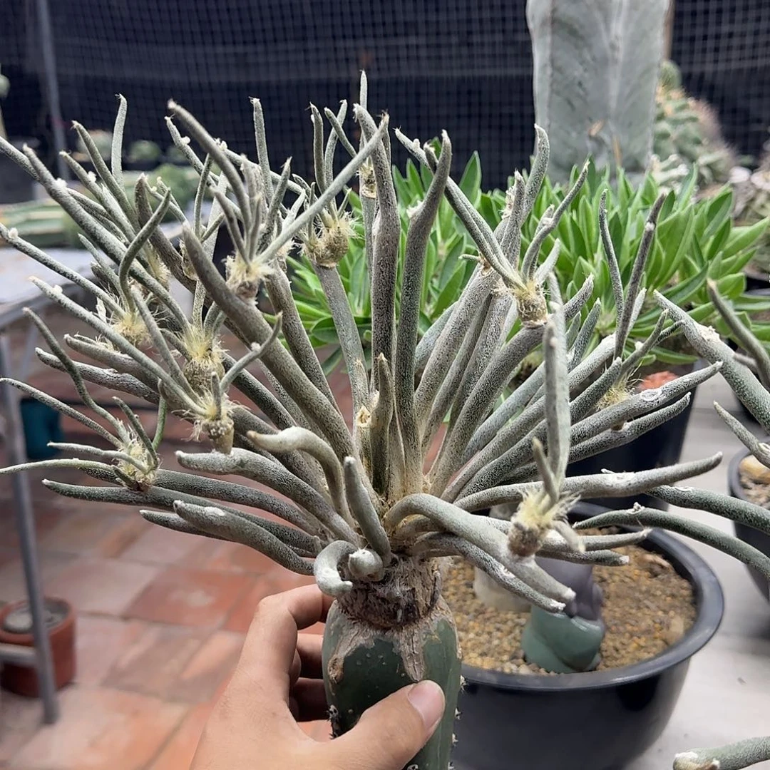 苗接美杜莎仙人球