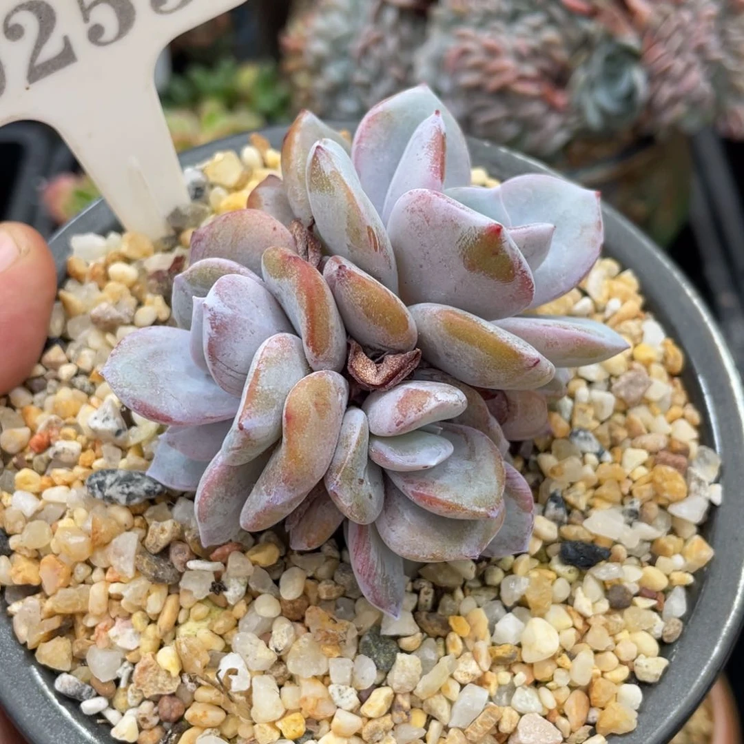 H****a0253奶茶不带盆7厘米