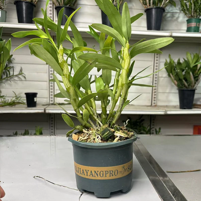 云南金钗石斛兰盆景