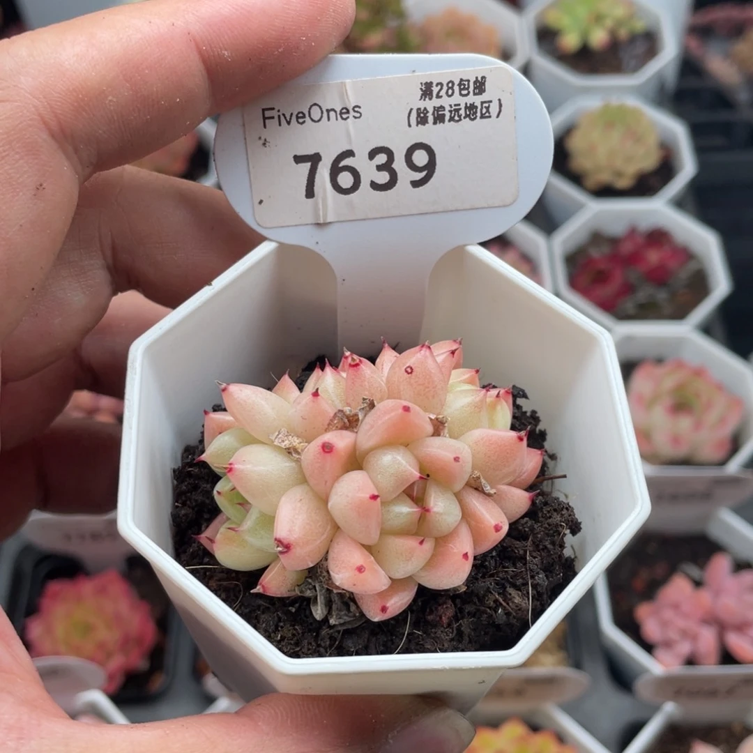 金色石英7639-5厘米