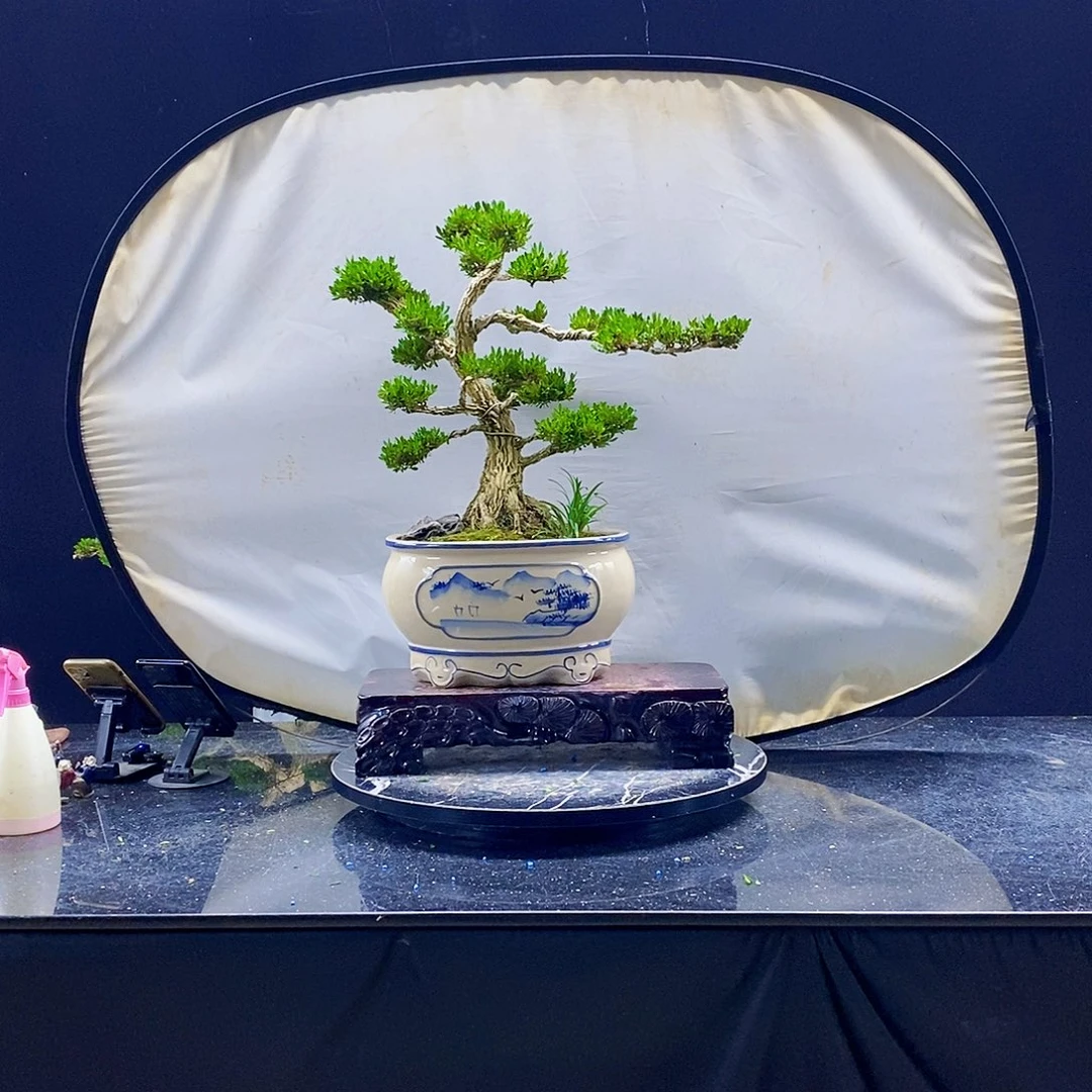 无花朵黄杨盆景制作