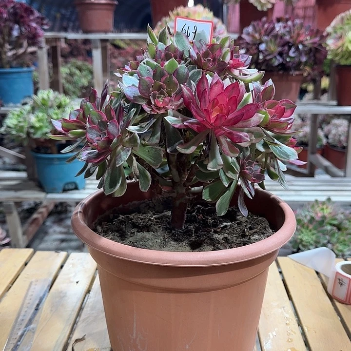 阿***会多肉法师黑膜锦669不包损