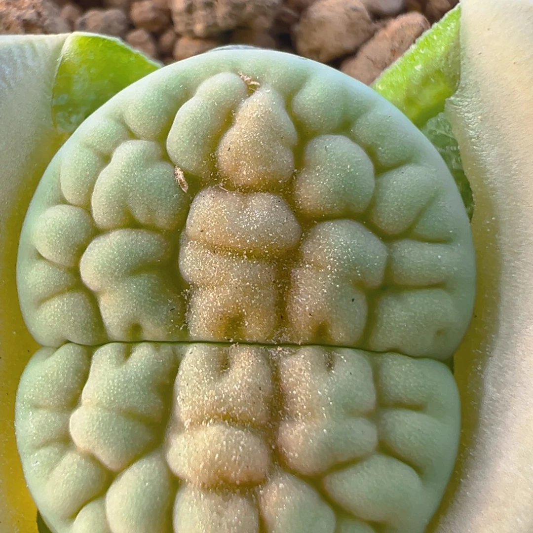 15多肉植物百科知识