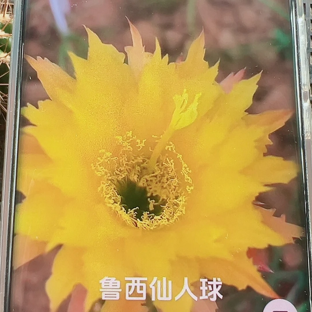 毛花柱TS111侧芽 20 包邮