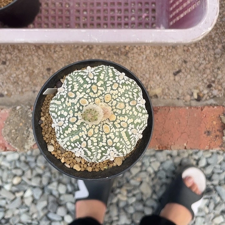 完全开放爱****叔特价3 20