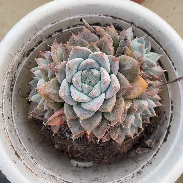 吃***w龙文章多肉植物群