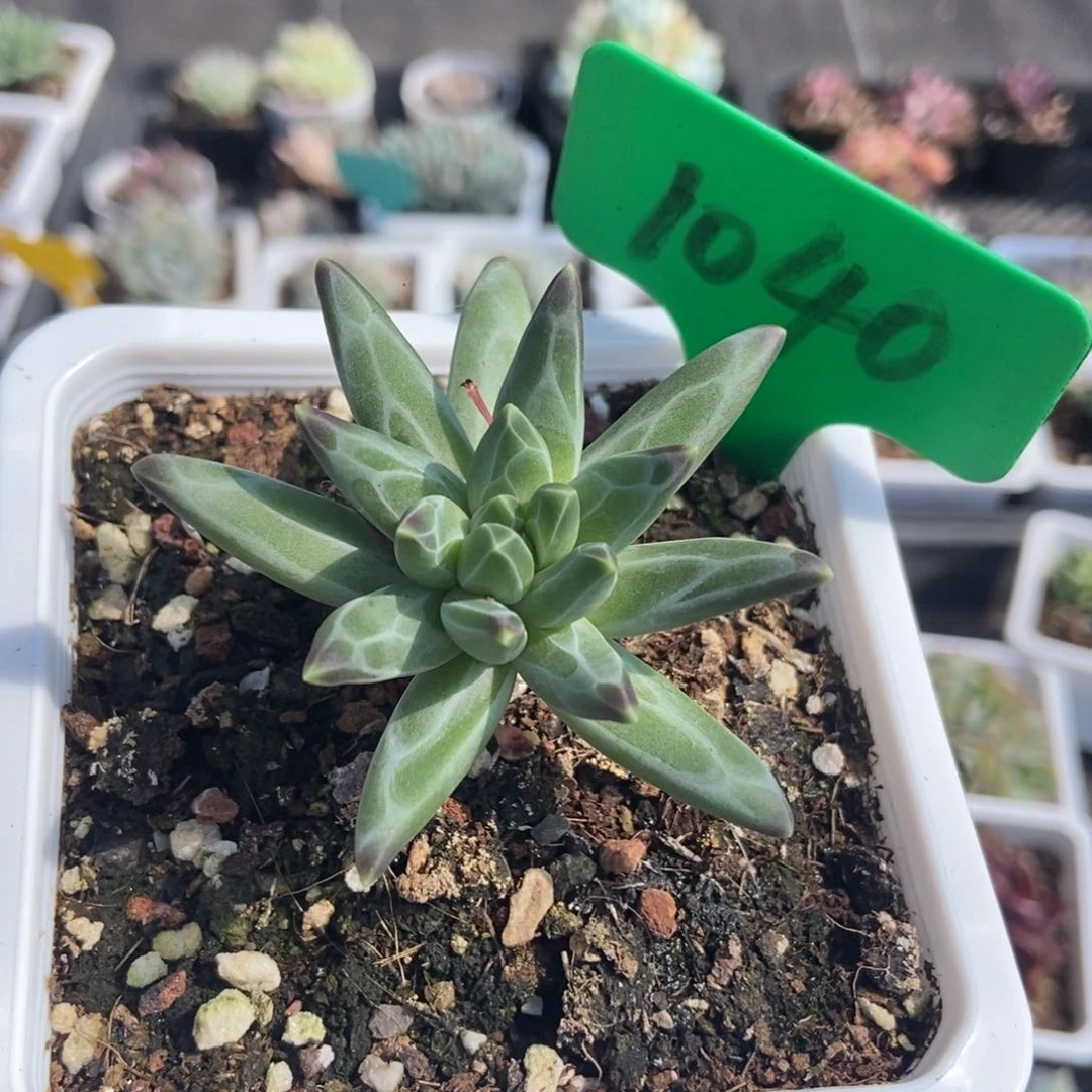 1040梵高美人多肉植物保护