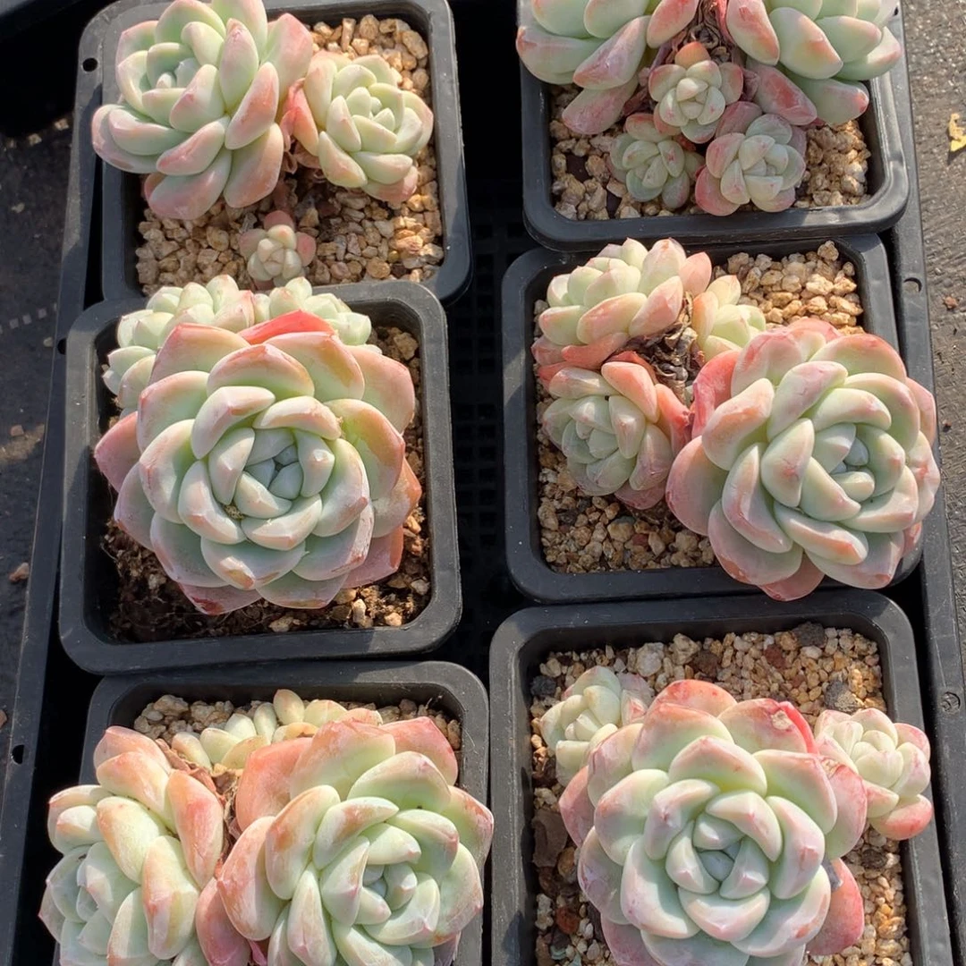 1210-87 套餐一组