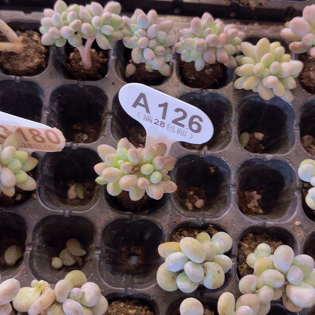 宗***yA126手指奶一物一拍