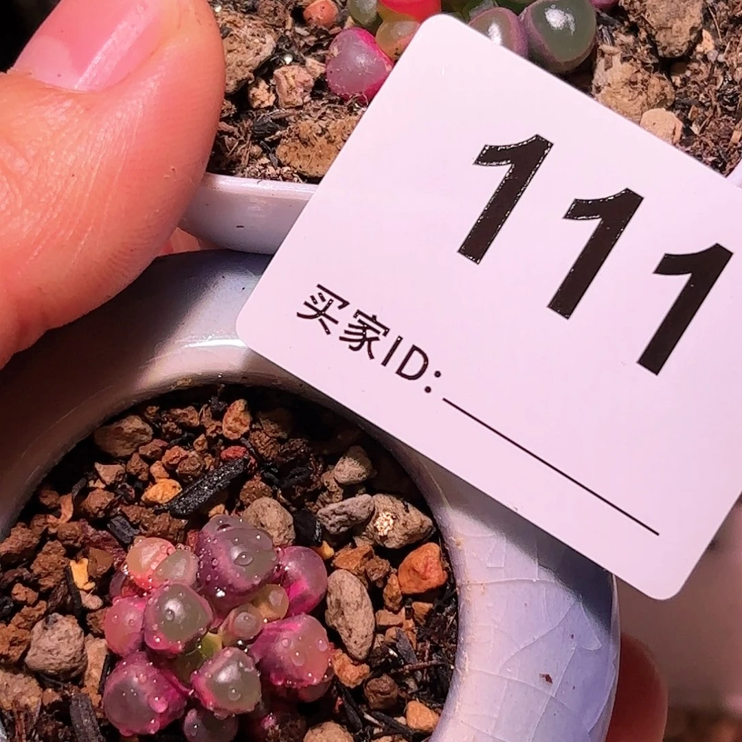 1111号五十铃玉锦多肉植物锦一物一拍带盆土发货