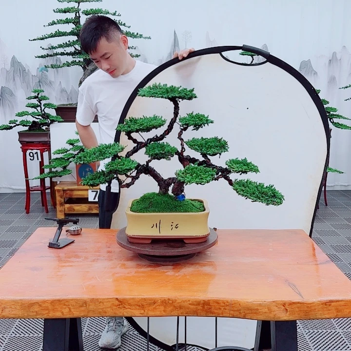 无花朵松柏盆景，一物一拍