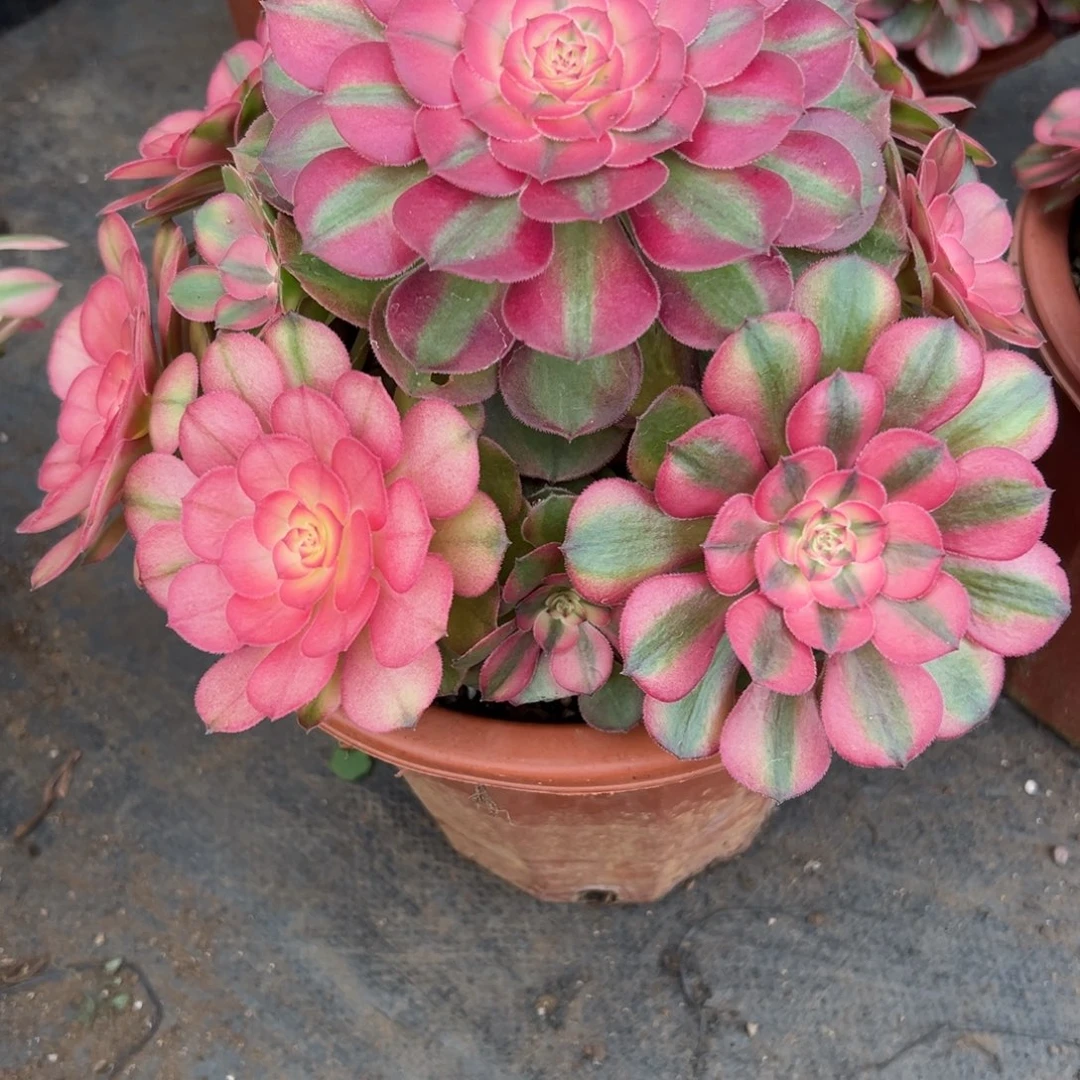 139荔枝多肉多肉duorou