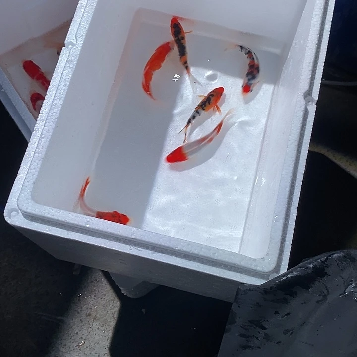 锦鲤锦鲤活鱼开箱包活