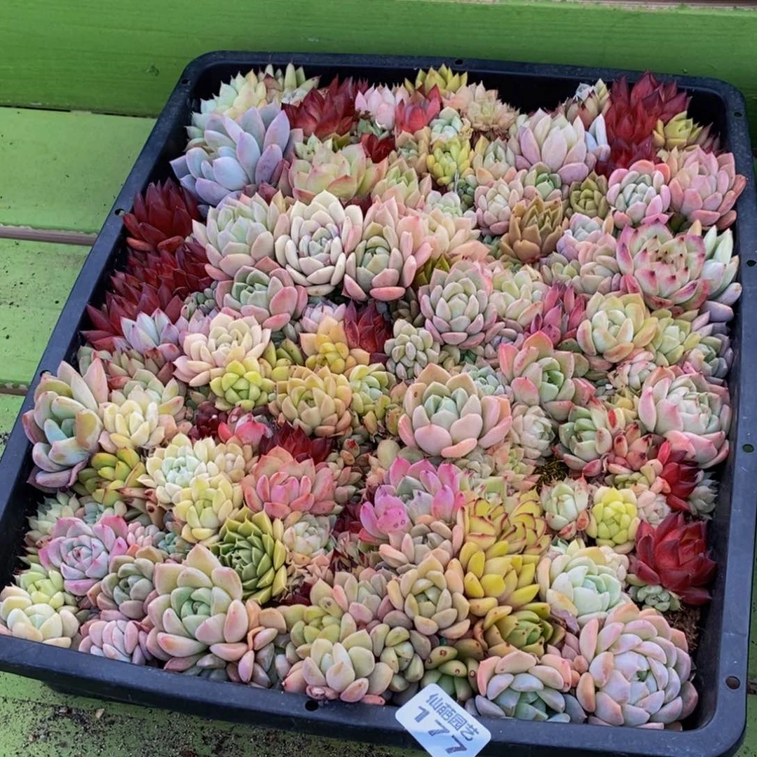 景*177多肉植物保护研究所