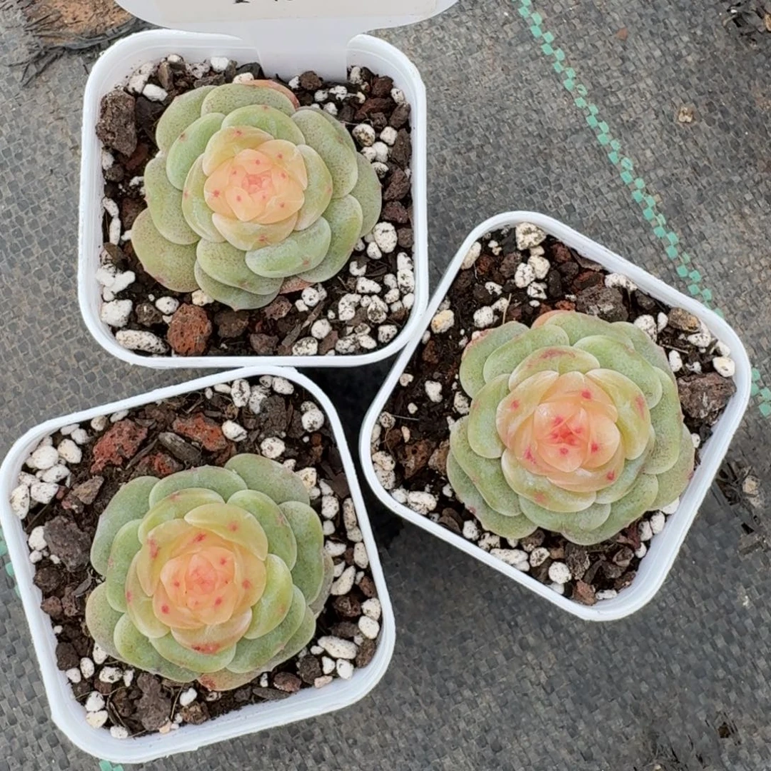 1221-046-汉白玉一颗量拍